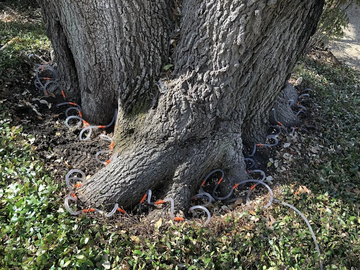 Detailed Tree Cabling and Bracing job site in Earlsboro