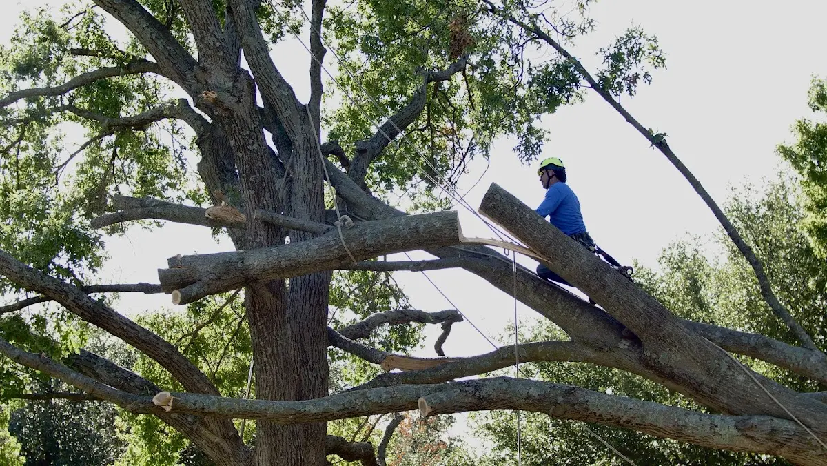 Professional Hazardous Tree Removal performed by certified arborists in Earlsboro